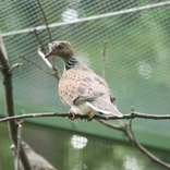 Zoo Brno rozšířila ptačí kolekci o vzácné a ohrožené druhy